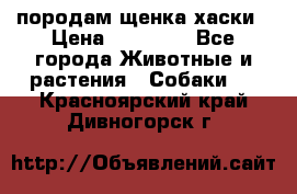 породам щенка хаски › Цена ­ 10 000 - Все города Животные и растения » Собаки   . Красноярский край,Дивногорск г.